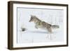 Coyote hunting rodents in the snow, Yellowstone National Park-Ken Archer-Framed Photographic Print