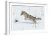 Coyote hunting rodents in the snow, Yellowstone National Park-Ken Archer-Framed Photographic Print