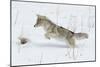 Coyote hunting rodents in the snow, Yellowstone National Park-Ken Archer-Mounted Photographic Print