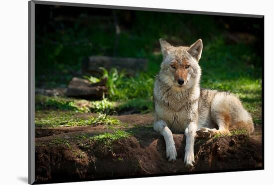 Coyote in a Canadian Forest-null-Mounted Art Print