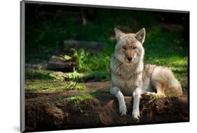 Coyote in a Canadian Forest-null-Mounted Art Print