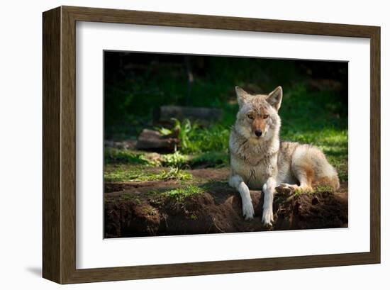 Coyote in a Canadian Forest-null-Framed Art Print