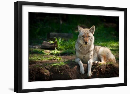 Coyote in a Canadian Forest-null-Framed Art Print