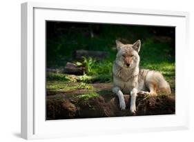 Coyote in a Canadian Forest-null-Framed Art Print