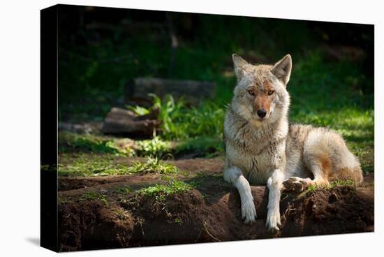 Coyote in a Canadian Forest-null-Stretched Canvas