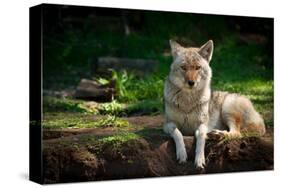 Coyote in a Canadian Forest-null-Stretched Canvas