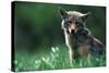 Coyote in Alpine Meadow-Paul Souders-Stretched Canvas