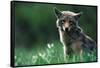 Coyote in Alpine Meadow-Paul Souders-Framed Stretched Canvas