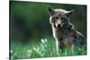 Coyote in Alpine Meadow-Paul Souders-Stretched Canvas