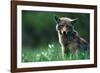 Coyote in Alpine Meadow-Paul Souders-Framed Photographic Print