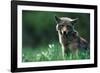 Coyote in Alpine Meadow-Paul Souders-Framed Photographic Print