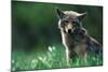 Coyote in Alpine Meadow-Paul Souders-Mounted Photographic Print