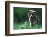 Coyote in Alpine Meadow-Paul Souders-Framed Photographic Print