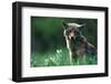 Coyote in Alpine Meadow-Paul Souders-Framed Photographic Print