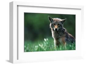 Coyote in Alpine Meadow-Paul Souders-Framed Photographic Print