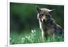 Coyote in Alpine Meadow-Paul Souders-Framed Photographic Print