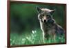 Coyote in Alpine Meadow-Paul Souders-Framed Photographic Print
