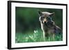 Coyote in Alpine Meadow-Paul Souders-Framed Photographic Print