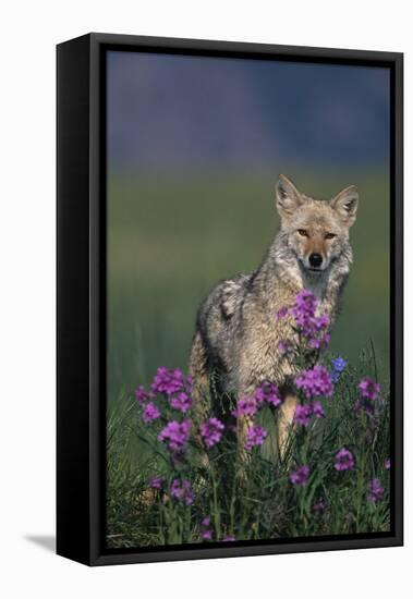 Coyote in Field with Wildflowers-DLILLC-Framed Stretched Canvas