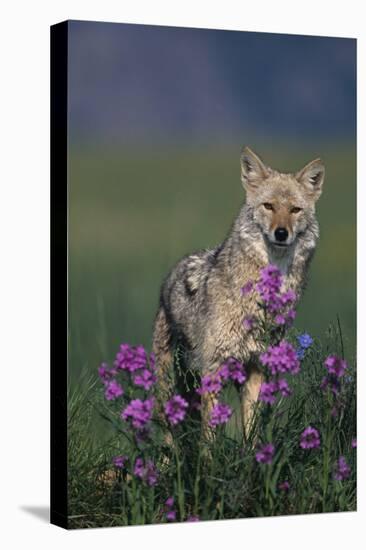 Coyote in Field with Wildflowers-DLILLC-Stretched Canvas