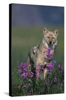 Coyote in Field with Wildflowers-DLILLC-Stretched Canvas