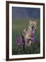 Coyote in Field with Wildflowers-DLILLC-Framed Premium Photographic Print