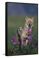 Coyote in Field with Wildflowers-DLILLC-Framed Stretched Canvas