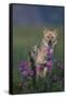 Coyote in Field with Wildflowers-DLILLC-Framed Stretched Canvas