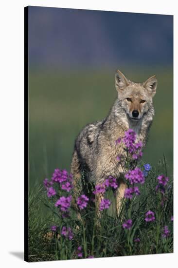 Coyote in Field with Wildflowers-DLILLC-Stretched Canvas