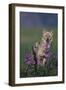 Coyote in Field with Wildflowers-DLILLC-Framed Photographic Print