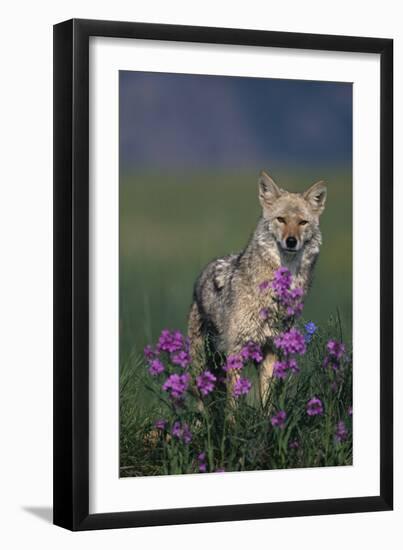 Coyote in Field with Wildflowers-DLILLC-Framed Photographic Print