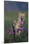 Coyote in Field with Wildflowers-DLILLC-Mounted Photographic Print