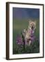 Coyote in Field with Wildflowers-DLILLC-Framed Photographic Print