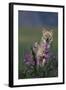 Coyote in Field with Wildflowers-DLILLC-Framed Photographic Print