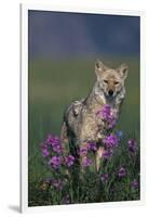 Coyote in Field with Wildflowers-DLILLC-Framed Photographic Print