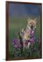 Coyote in Field with Wildflowers-DLILLC-Framed Photographic Print