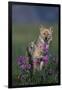 Coyote in Field with Wildflowers-DLILLC-Framed Photographic Print