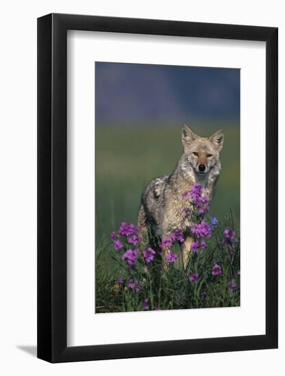 Coyote in Field with Wildflowers-DLILLC-Framed Photographic Print