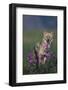 Coyote in Field with Wildflowers-DLILLC-Framed Photographic Print