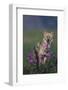 Coyote in Field with Wildflowers-DLILLC-Framed Photographic Print