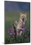 Coyote in Field with Wildflowers-DLILLC-Mounted Photographic Print