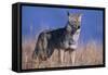 Coyote in Field-DLILLC-Framed Stretched Canvas