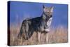 Coyote in Field-DLILLC-Stretched Canvas