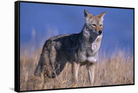 Coyote in Field-DLILLC-Framed Stretched Canvas