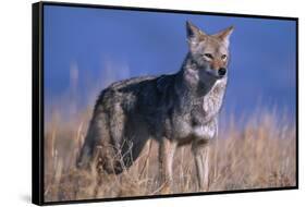 Coyote in Field-DLILLC-Framed Stretched Canvas