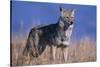 Coyote in Field-DLILLC-Stretched Canvas