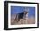 Coyote in Field-DLILLC-Framed Photographic Print