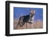 Coyote in Field-DLILLC-Framed Photographic Print