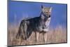 Coyote in Field-DLILLC-Mounted Photographic Print