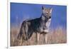 Coyote in Field-DLILLC-Framed Photographic Print